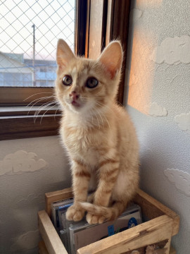人なっこい茶トラの子猫
