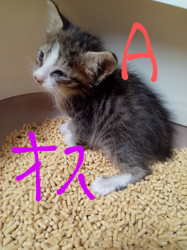 キジトラちゃん