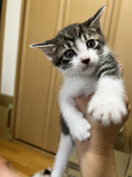 可愛い仔猫ちゃん