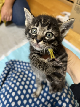 可愛い仔猫ちゃん