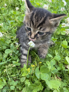 黒っぽいキジトラの子猫の里親募集します。