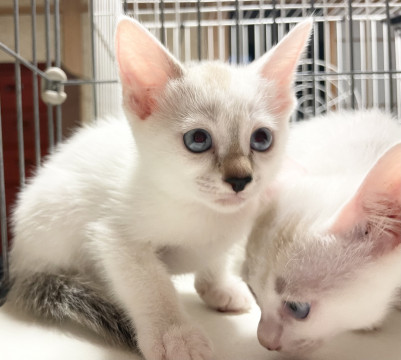 超絶美人❣️白×ベージュのブルーアイ子猫