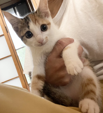 美人な三毛ちゃん❤️抱っこも人馴れも❤️