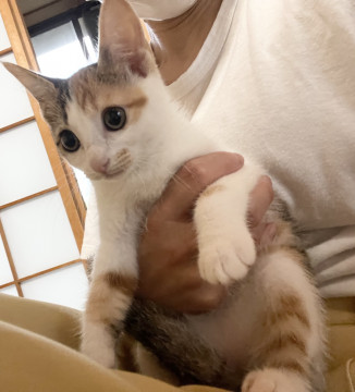 猫]静岡県の里親募集 美人な三毛ちゃん❤️抱っこも人馴れも❤️