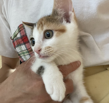 猫]静岡県の里親募集 美人な三毛ちゃん❤️抱っこも人馴れも❤️