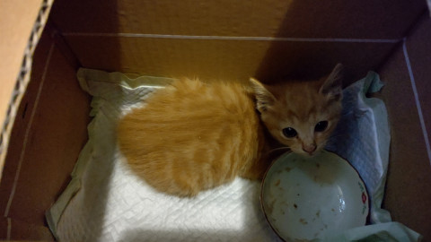とっても可愛い茶トラの赤ちゃん猫