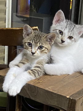 可愛すぎる兄妹猫ちゃん♡♡