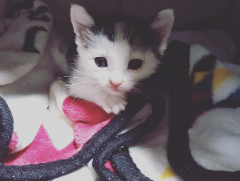 林で鳴いているところを保護された仔猫