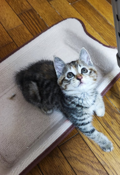 かわいい仔猫