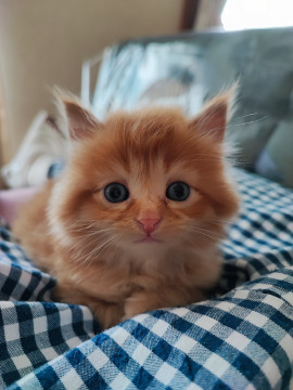 美仔猫