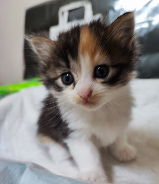 美仔猫