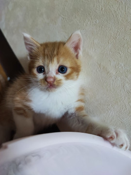 美仔猫