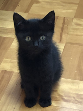 黒ちゃん
