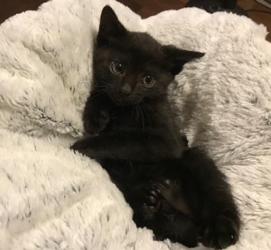 可愛い黒猫1ヶ月