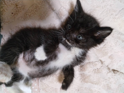 クリクリお目めの、黒多めの白黒猫ちゃん