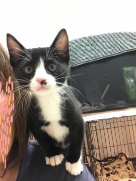 甘ったれ♡先住猫さんがいれば1匹OK♡