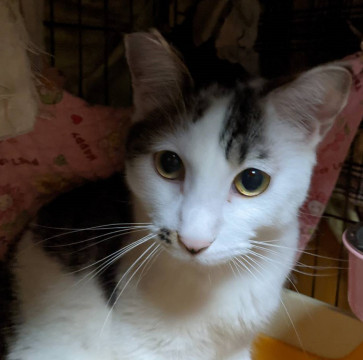 とても大人しいサバ白のゴヤ君♂