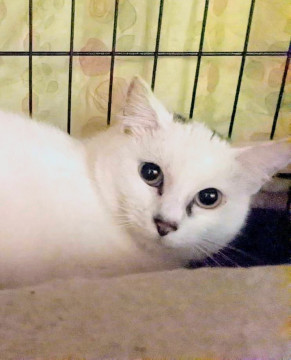 男の子ですが大人しい性格のゴボン君♂