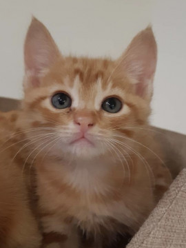 チャトラの子猫の里親募集