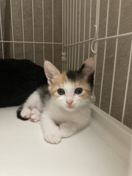 元気いっぱい 三毛猫りんちゃん
