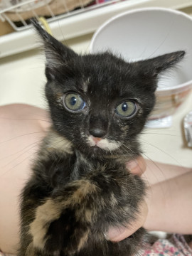美猫 サビ猫 可愛いりりちゃん