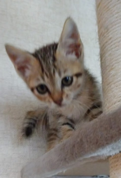 かわいいキジトラです。