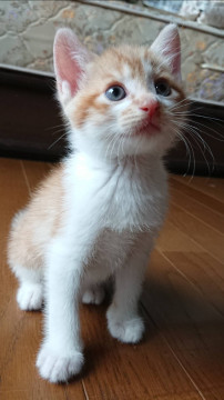 とても可愛い仔猫2兄妹