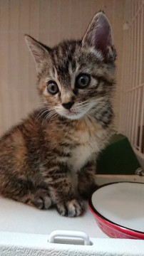 とても可愛い仔猫2兄妹