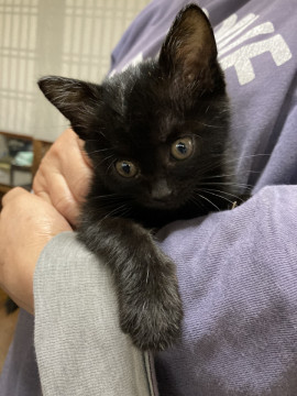かわいい黒猫ちゃん