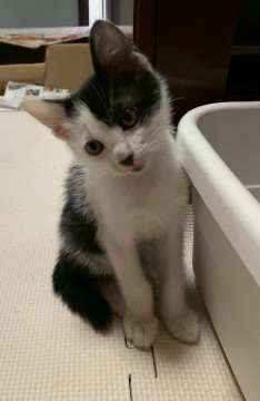 人馴れしている子猫ちゃん②
