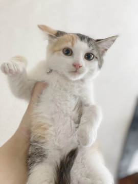 前髪ぱっつんミケガール もえこちゃん