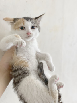 猫]岡山県の里親募集 前髪ぱっつんミケガール もえこちゃん