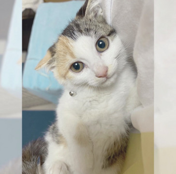 猫]岡山県の里親募集 前髪ぱっつんミケガール もえこちゃん