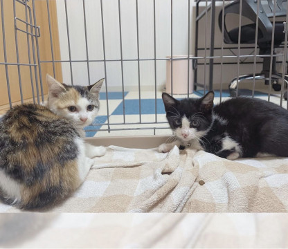 猫]岡山県の里親募集 前髪ぱっつんミケガール もえこちゃん