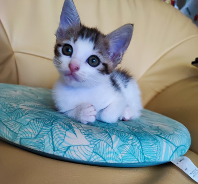 美仔猫