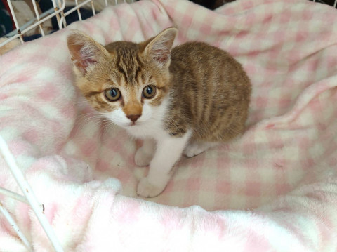 キジシロ子猫 男の子 推定生後2ヶ月半