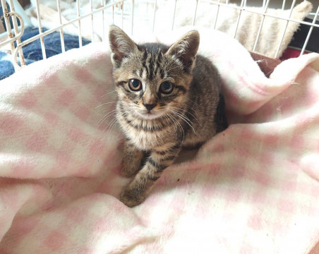 キジトラ子猫 女の子 推定生後2ヶ月半