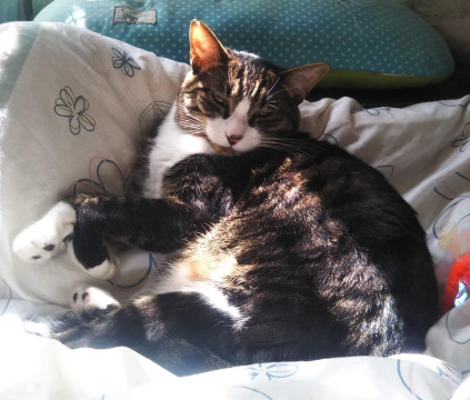 フミフミ職人!おこめちゃんは超絶甘えん坊