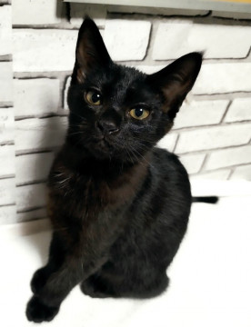 黒猫のルナちゃん