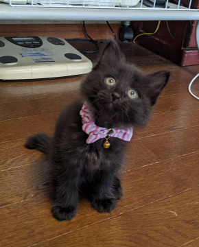 フワフワ長毛黒猫ちゃん