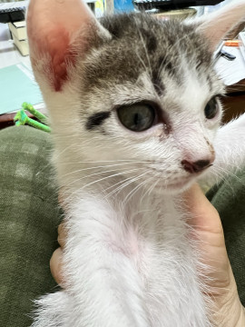 かわいい仔猫
