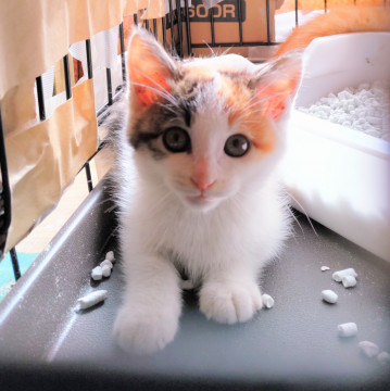 ちょっとヤンチャな三毛ちゃん