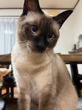 とっても飼いやすい!「キー坊」