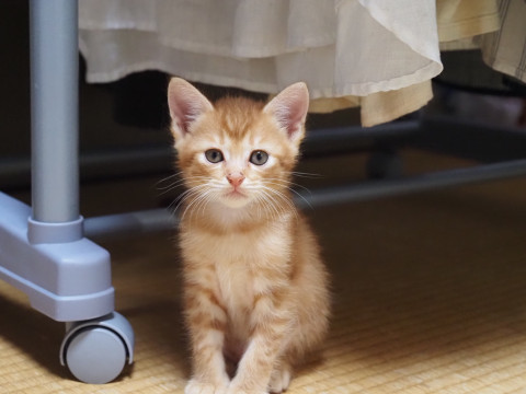 ❤かわいいさかりのチャトラ猫?