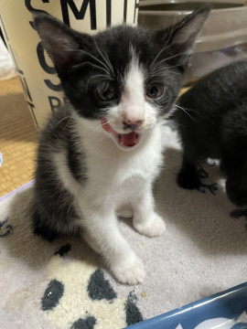 美猫ハチワレ君♪