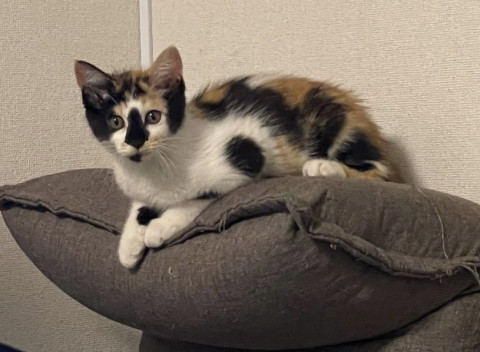 のんびり屋の三毛猫ちゃん