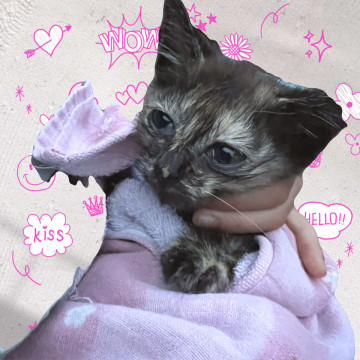 大人しくて、可愛い子猫さん