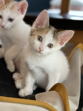 三毛猫様♡ありがとうございます♡ 説明不要の美三毛♡キキちゃん」埼玉県 - 猫の里親募集(512485