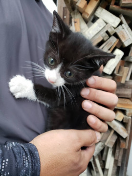 可愛い?美猫ハチワレちゃん