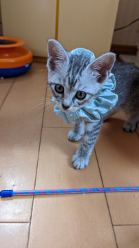 サバ白の可愛い子猫